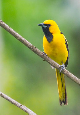 GELBSCHWANZTRUPIAL, YELLOW-TAILED ORIOLE - ICTERUS MESOMELAS
