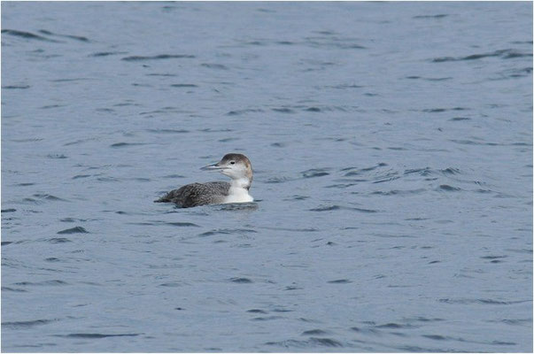 EISTAUCHER, GREAT NORTHERN LOON, GAVIA IMMER