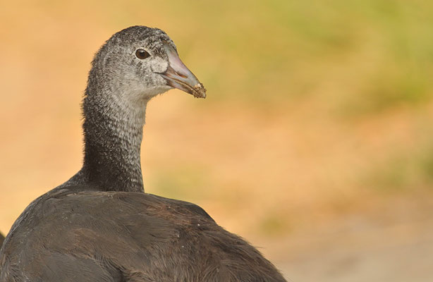 KAMMBLÄSSRALLE, RED-KNOBBED COOT, FULICA CRISTATA