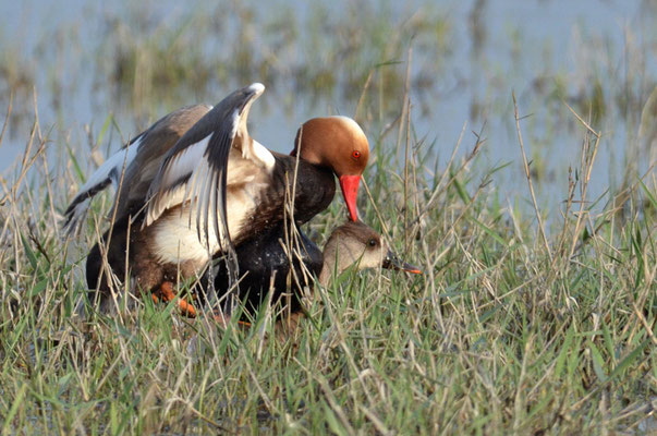 KOLBENENTE, RED-CRESTED POCHARD, NETTA RUFINA