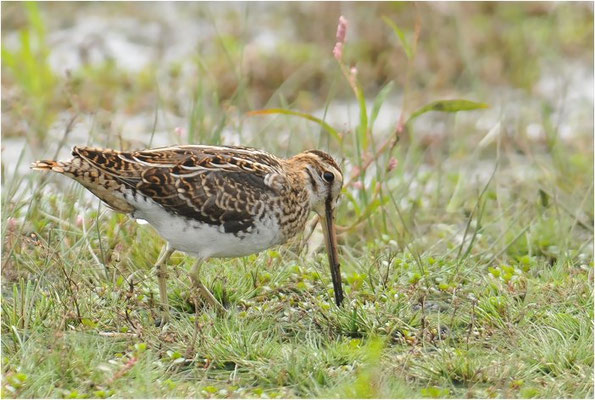 BEKASSINE, COMMON SNIPE, GALLINAGO GALLINAGO