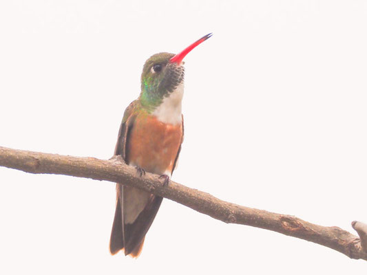 Rostbauchamazilie, Amazilia Hummingbird - Amazilia amazilia