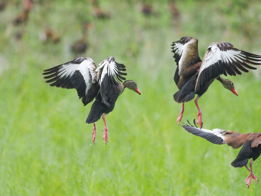 HERBSTPFEIFGANS, BLACK-BELLIED WHISTLING-DUCK - DENDROCYGNA AUTUMNALIS