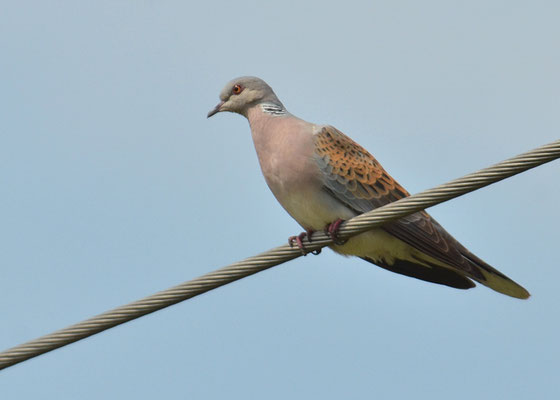 TURTELTAUBE, TURTLE DOVE, STREPTOPELIA TURTUR