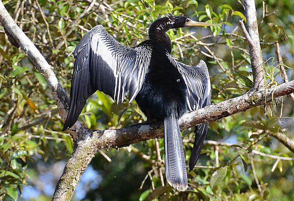 AMERIKANISCHER SCHLANGENHALSVOGEL, ANHINGA, ANHINGA ANHINGA
