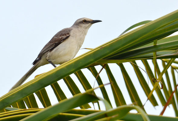 TROPENSPOTTDROSSEL, TROPICAL MOCKINGBIRD, MIMUS GILVUS