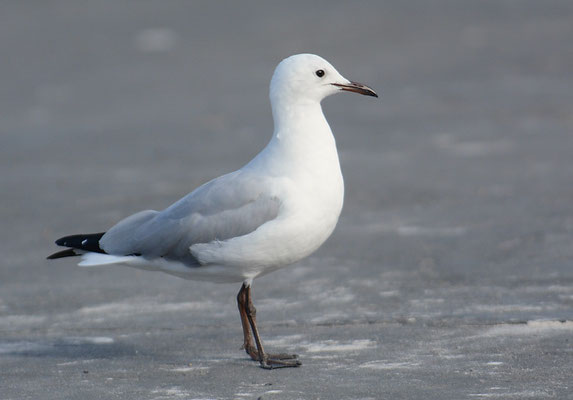 HARTLAUBMÖWE, HARTLAUB´S GULL, CHROICOCEPHALUS HARTLAUBII