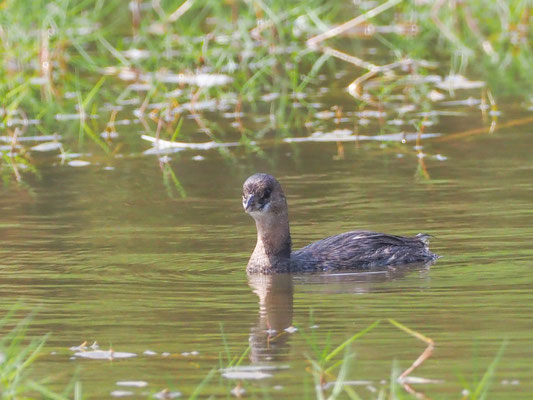 Bindentaucher, Pied-billed Grebe - Podilymbus podiceps