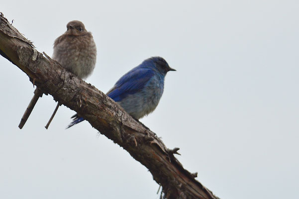 BERGHÜTTENSÄNGER, MOUNTAIN BLUEBIRD, SIALIA CURROCOIDES