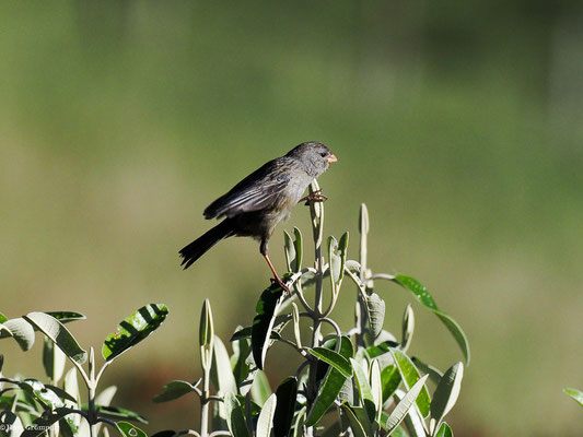 SCHLANKSCHNABELSAMENFRESSER, PARAMO SEEDEATER - CATAMENIA HOMOCHROA