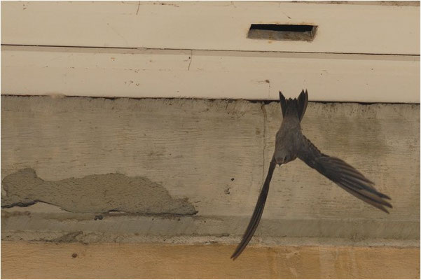 ALPENSEGLER, ALPINE SWIFT, APUS MELBA