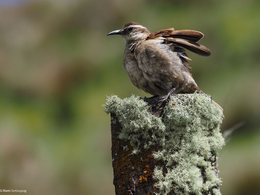 SCHUPPENBRUST-UFERWIPPER, STOUT-BILLED CINCLODES - CINCLODES EXCELSIOR