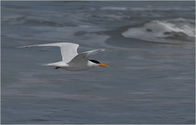 KÖNIGSSEESCHWALBE, ROYAL TERN, STERNA MAXIMA