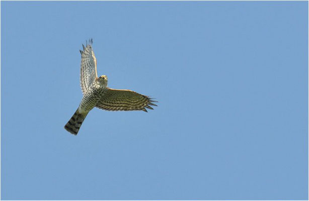 SPERBER, SPARROWHAWK, ACCIPITER NISUS