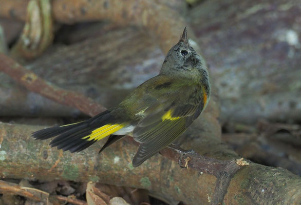 Setophaga ruticilla