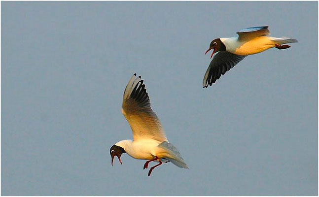 LACHMÖWE, BLACK-HEADED GULL, CHROICOCEPHALUS RIDIBUNDUS