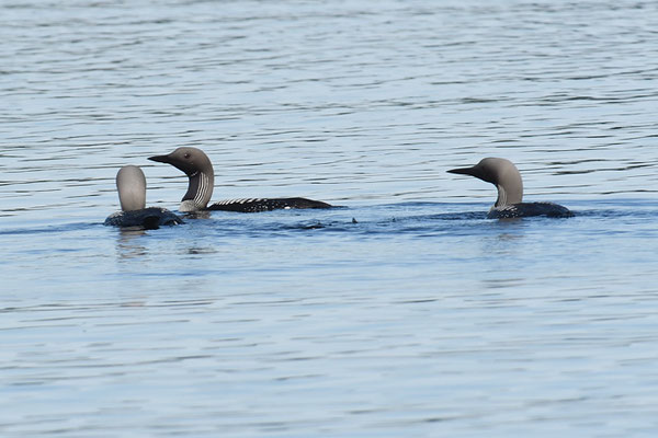PRACHTTAUCHER, BLACK-THROATED LOON, GAVIA ARCTICA