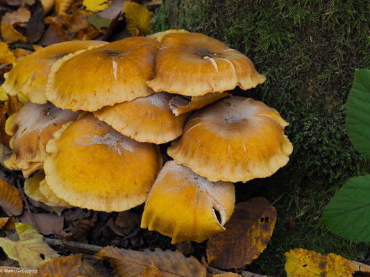 Honiggelber Hallimasch - Armillaria mellea