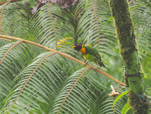 Orangebrustkotinga, Orange-breasted Fruiteater - Pipreola jucunda