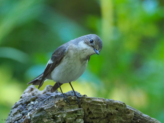 TRAUERSCHNÄPPER, PIED FLYCATCHER, FICEDULA HYPOLEUCA