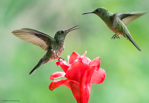 SCHUPPENBRUSTKOLIBRI, SCALY-BREASTED HUMMINGBIRD, PHAEOCHROA CUVIERII