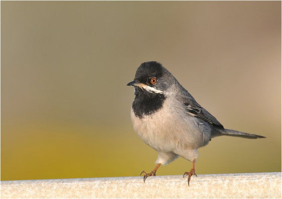 MASKENGRASMÜCKE, RÜPELL´S WARBLER, SYLVIA RUEPPELLI