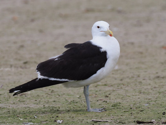 DOMINIKANERMÖWE, KELP GULL, LARUS DOMINICANUS