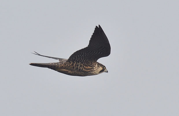 WANDERFALKE, PEREGRINE FALCON, FALCO PEREGRINUS