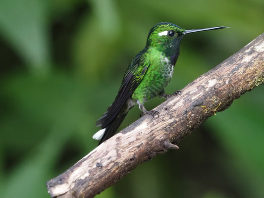 PURPURBRUSTKOLIBRI, PURPLE-BIPPED WHITETIP - UROSTICTE BENJAMINI