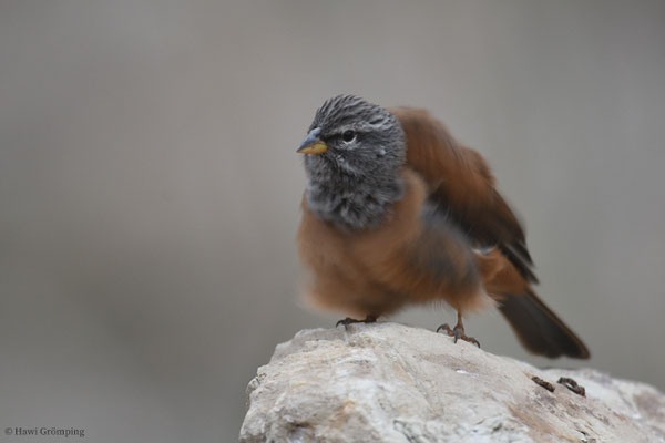 HAUSAMMER, HOUSE BUNTING, EMBERIZA SAHARI