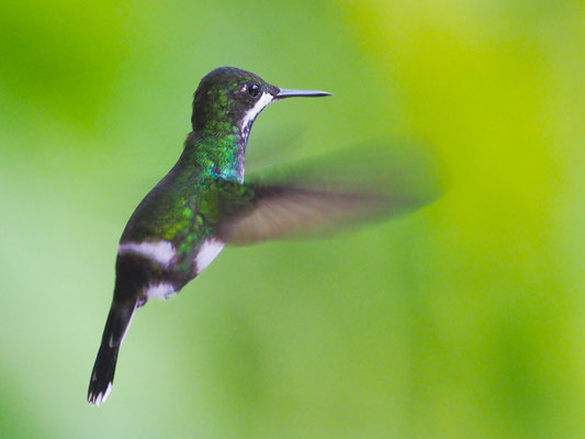 GRÜNE FADENELFE, GREEN THORNTAIL - DISCOSURA CONVERSII