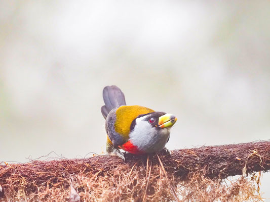 Tukan-Bartvogel, Toucan Barbet - Semnornis ramphastinus