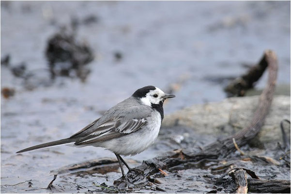 BACHSTELZE,WHITE WAGTAIL, MOTACILLA ALBA
