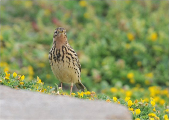 ROTKEHLPIEPER, RED-THROATED PIPIT, ANTHUS CERVINUS