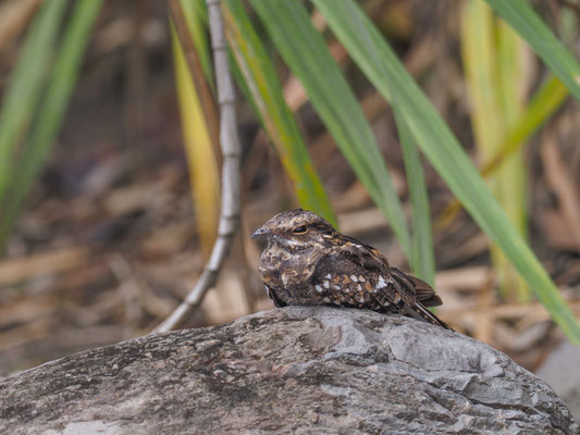 STAFFELSCHWANZ-NACHTSCHWALBE, LADDER-TAILED NIHGTJAR - HYDROPSALIS CLIMACOCERCA