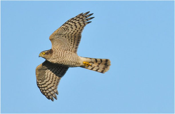 SPERBER, SPARROWHAWK, ACCIPITER NISUS