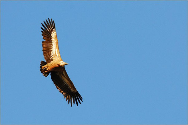 GÄNSEGEIER, GRIFFON VULTURE, GYPS FULVUS