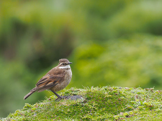 ZIMTFLÜGEL-UFERWIPPER, CHESTNUT-WINGED CINCLODES - CINCLODES ALBIDIVENTRIS