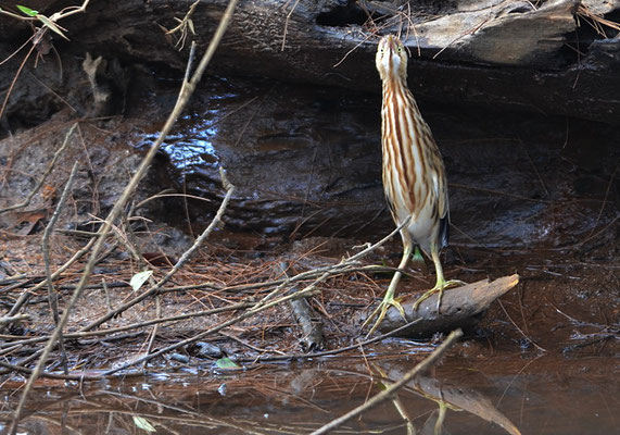 CHINADOMMEL, YELLOW BITTERN, IXOBRYCHUS SINENSIS