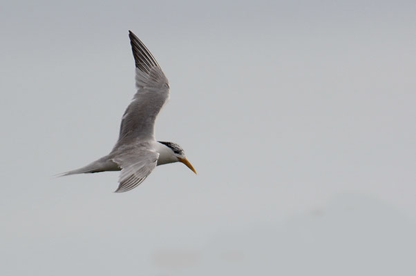 EILSEESCHWALBE, SWIFT TERN, THALASSEUS BERGII 