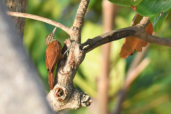 SPECHTSCHNABEL-BAUMSTEIGER, STRAIGHT-BILLED WOODCREEPER, XIPHORHYNCHUS PICUS