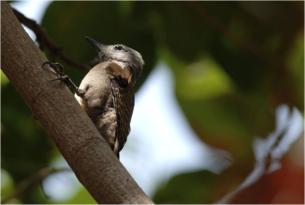 GRAUBRUSTSPECHT, GREY WOODPECKER, DENDROPICUS GOERTAE