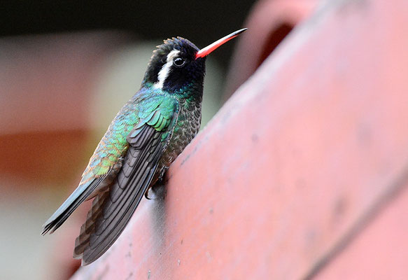 WEISSOHRSAPHIR, WHITE-EARED HUMMINGBIRD, HYLOCHARIS LEUCOTIS