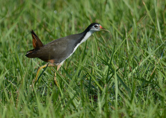 WEISSBRUST-KIELRALLE, WHITE-BREASTED WATERHEN, AMAURORNIS PHOENICURUS
