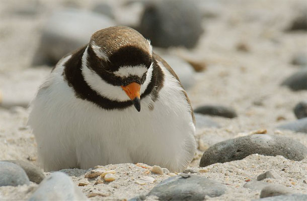 SANDREGENPFEIFER, RINGED PLOVER, CHARADRIUS HIATICULA