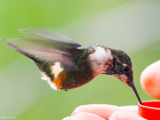 PURPURKEHL-STERNKOLIBRI, PURPLE-THROATED WOODSTAR - CALLIPHLOX MITCHELLII