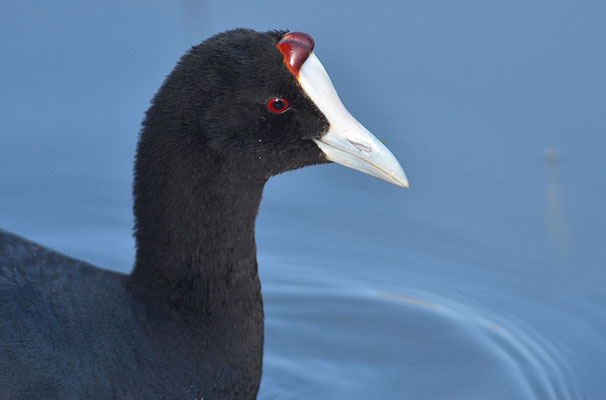 KAMMBLÄSSRALLE, RED-KNOBBED COOT, FULICA CRISTATA