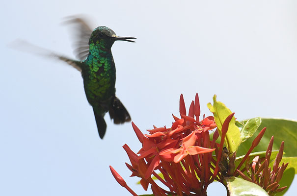 BLAUSCHWANZSMARAGDKOLIBRI, BLUE-TAILED EMERALD, CHLOROSTILBON MELLISUGUS 