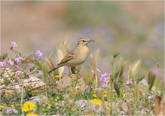 BRACHPIEPER, TAWNY PIPIT, ANTHUS CAMPESTRIS