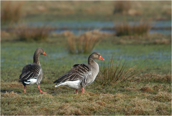 GRAUGANS, GREYLAG GOOSE, ANSER ANSER